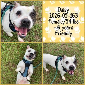 2026-05-163 *Daisy*, Pit Bull Terrier, adult, available for adoption