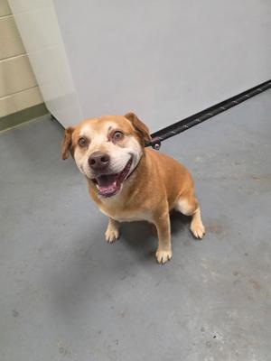 A happy-looking light brown dog on a leash sitting in a room with gray flooring.