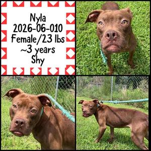 2026-06-010 *Nyla*, Pit Bull Terrier, young, available for adoption