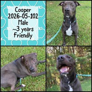 2026-05-102 *Cooper*, Pit Bull Terrier, young, available for adoption