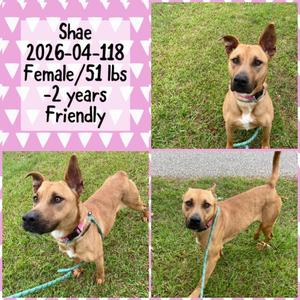 2026-04-118 *Shae*, Shepherd, young, available for adoption