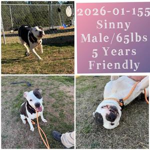 2026-01-155 *Sinny*, Pit Bull Terrier, adult, available for adoption