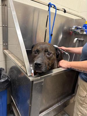 2026-05-215 *Jimmy*, Pit Bull Terrier, adult, available for adoption