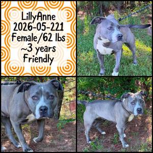 2026-05-221 *Lilly Anne*, Pit Bull Terrier, adult, available for adoption