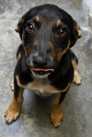 Princess, Australian Kelpie, puppy, available for adoption