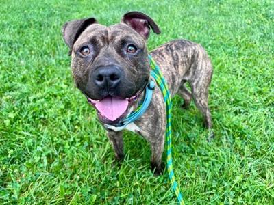 "Memphis", Terrier Mix, adult, available for adoption