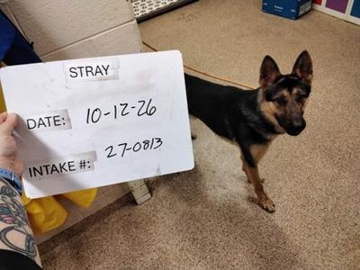 MAVERICK, German Shepherd Dog Mix, young, available for adoption