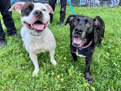 DIXIE, Terrier Mix, adult, available for adoption