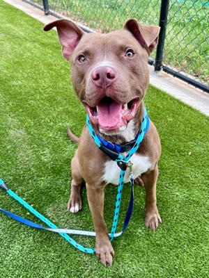 VONN, Terrier Mix, young, available for adoption