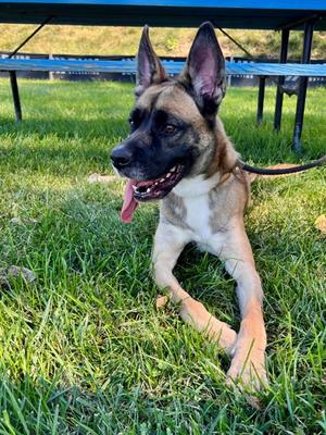 Sage, Boxer and Siberian Husky, adult, available for adoption