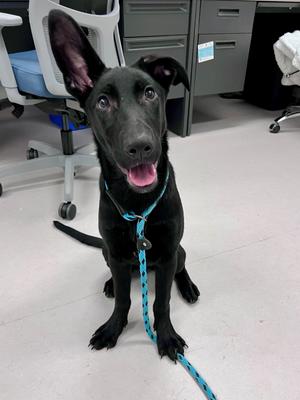 "Glinda", German Shepherd Dog Mix, puppy, available for adoption