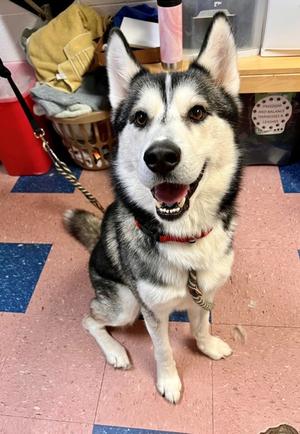 CODY, Siberian Husky Mix, adult, available for adoption