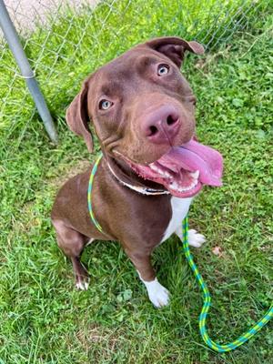 JAVA, Terrier Mix, young, available for adoption