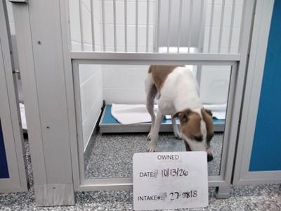 A dog standing in a kennel with a sign that reads "OWNED" and includes dates and intake numbers.