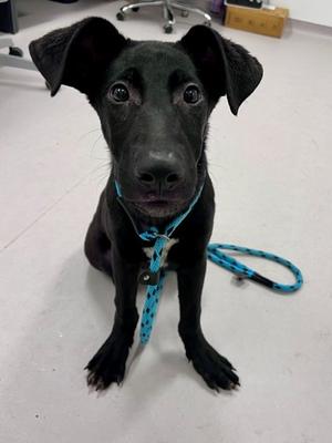 "Fiyero", German Shepherd Dog Mix, puppy, available for adoption