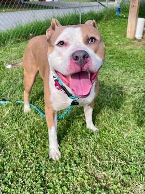 Mellow, Terrier Mix, adult, available for adoption