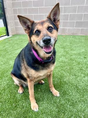 ROSIE, Australian Cattle Dog Mix, senior, available for adoption