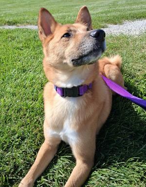 Brutus, Pomeranian/Siberian Husky, adult, available for adoption
