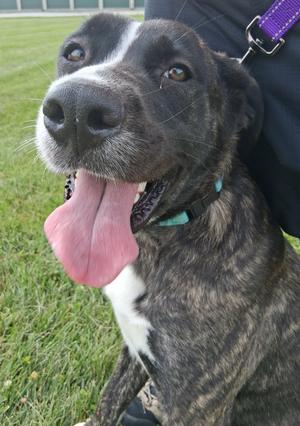 Angel, Great Pyrenees/Boxer, young, available for adoption