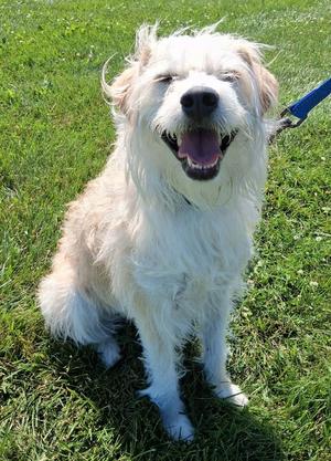 Rocky Mae, Wirehaired Terrier/Mixed Breed, adult, available for adoption