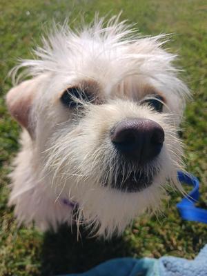 Elsa, Terrier/Mixed Breed, adult, available for adoption