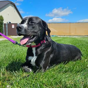 Shy, Great Pyrenees/Boxer, young, available for adoption