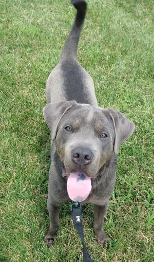 A grey dog with its tongue hanging out, standing on grass.