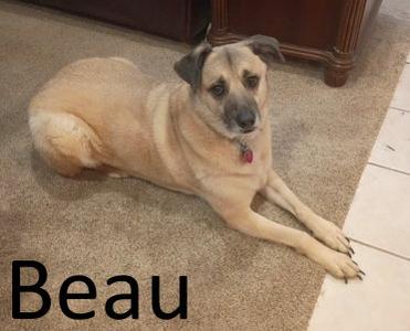 Beau, Shepherd / Black Mouth Cur, senior, available for adoption