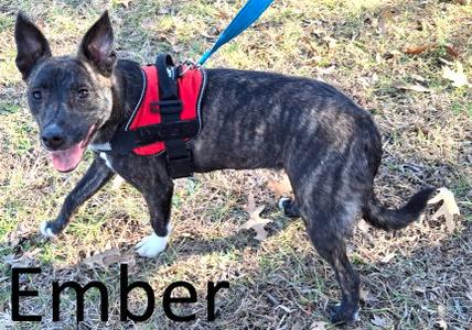 Ember, Terrier / Shepherd, young, available for adoption