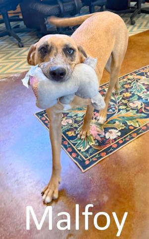 Malfoy, Catahoula Leopard Dog / Hound, young, available for adoption