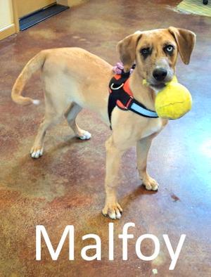 Malfoy, Catahoula Leopard Dog / Hound, puppy, available for adoption