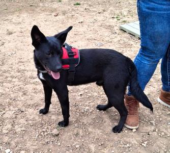 Ford, Terrier / Labrador Retriever, young, available for adoption