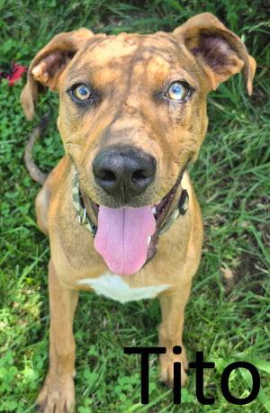 Tito, Catahoula Leopard Dog / Hound, young, available for adoption