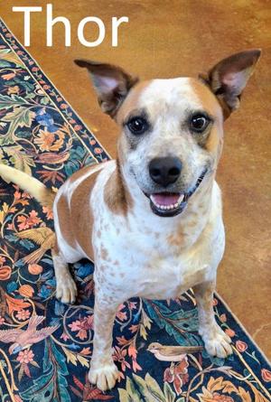 Thor, Red Heeler / Staffordshire Bull Terrier, adult, available for adoption