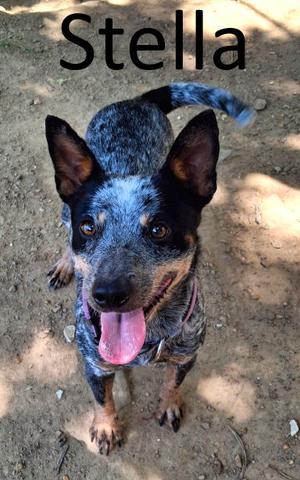 Stella, Australian Cattle Dog/Blue Heeler, adult, available for adoption