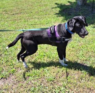 Brooks, Labrador Retriever / Hound, adult, available for adoption