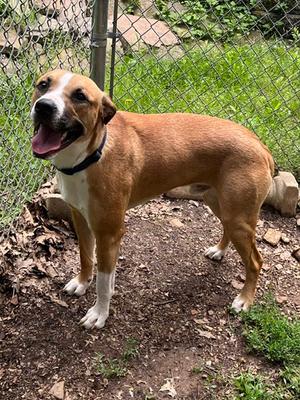 Dean, Boxer / Mountain Cur, adult, available for adoption