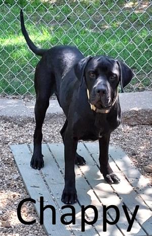 Chappy, Great Dane / Cane Corso Mastiff, adult, available for adoption