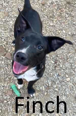 Finch, Terrier / Shepherd, young, available for adoption