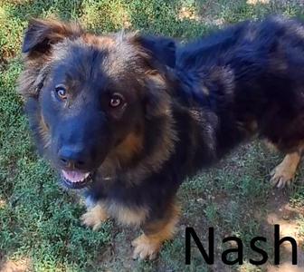 Nash, Australian Shepherd / German Shepherd Dog, adult, available for adoption