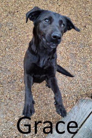 A black dog named Grace sitting on gravel