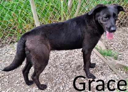 Grace, Black Labrador Retriever / Shepherd, adult, available for adoption