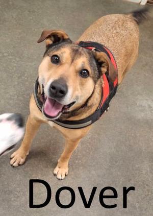 Dover, Shepherd / Bull Terrier, adult, available for adoption