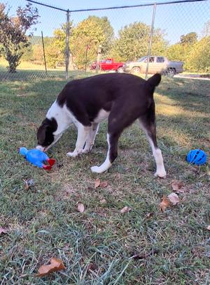 Hal, Border Collie / Pointer, puppy, available for adoption