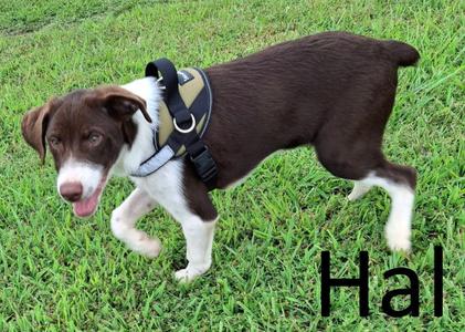 Hal, Border Collie / Pointer, puppy, available for adoption