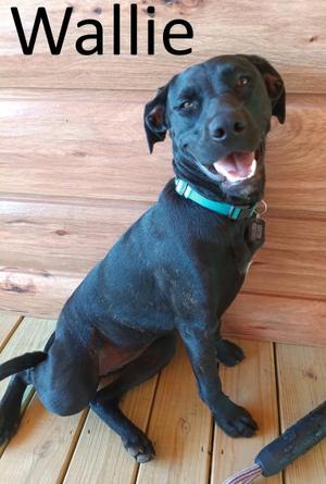 Wallie, American Staffordshire Terrier / Black Labrador Retriever, young, available for adoption
