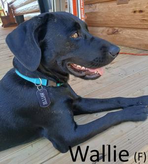 Wallie, American Staffordshire Terrier / Black Labrador Retriever, young, available for adoption