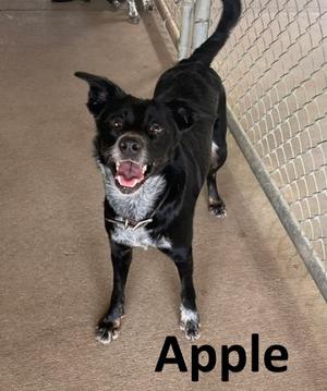 Apple, Border Collie / Australian Kelpie, adult, available for adoption