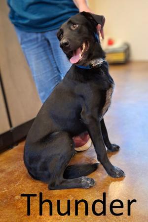 Thunder, Labrador Retriever / Catahoula Leopard Dog, adult, available for adoption