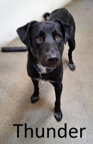 Thunder, Labrador Retriever / Catahoula Leopard Dog, adult, available for adoption